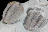 Bargain, Two Flexicalymene Trilobites - Ohio #74720-4